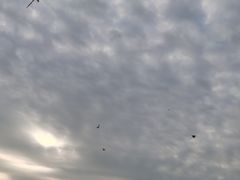 -光明小镇欢乐田园