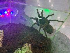-上海大自然野生昆虫馆(东方明珠·爬宠昆虫探索中心)