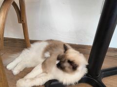 -有猫主题·治愈系猫咖(曾厝垵店)