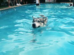 -汪说喵讲宠物乐园宠物酒店(红星美凯龙店)