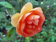 -三圣花乡旅游区