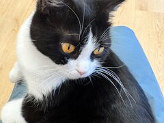 -有喵·猫咖·狗咖·30几只猫10只小狗(岗厦店)