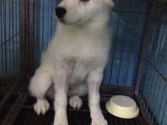 -瑞派宠物医院·24小时骨科·心脏·核磁(哈尔滨南岗店)