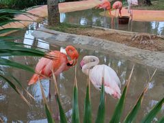 -蜈支洲岛珊瑚酒店临海阁中餐厅