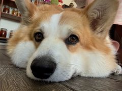 -肥朵食堂(带梦胡同店)