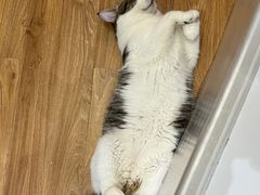 -COLOR PETS 撸猫馆·购猫·猫咖(长风大悦城店)