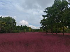 -南湖湿地公园