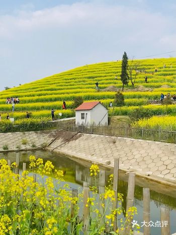 【无需门票】杭州绝美梯田油菜花观赏地！
