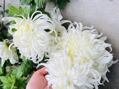 -华强阁菊花宴自助火锅店