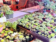 -中环花鸟鱼虫市场