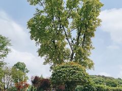 -铁山坪森林公园