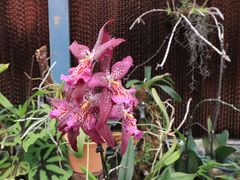 -中国科学院华南植物园