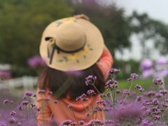 -大塘金香草谷