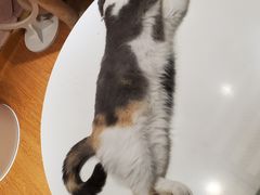 -猫冇咖·家门口的撸猫馆(大融城店)