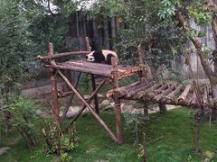 -成都大熊猫繁育研究基地