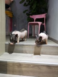 -Moni星球萌宠·小马宝莉·灵蛇·高端高阶全萌宠互动体验俱乐部(红豆国际广场店)