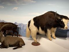 -陕西自然博物馆