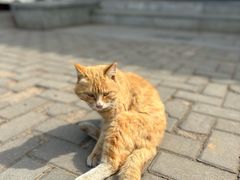 -清东陵