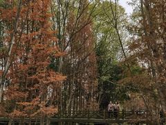 -桤木河湿地公园