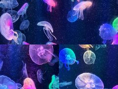 -海合安成都极地海洋公园