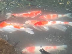 -青青世界