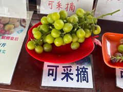 -马陆小张葡萄园农家乐