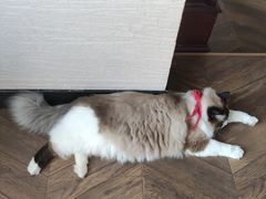 -蓝鲸·缅因猫舍