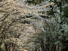 -上海财经大学(国定路校区)