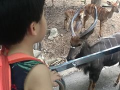 -清迈夜间动物园