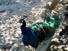 -丽泽山庄·生态怀柔菜·虹鳟鱼(红螺寺店)