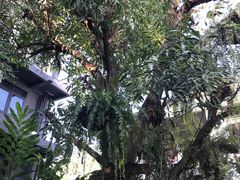 -Fern Forest Cafe