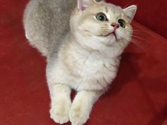 -东方名猫馆·英短金渐层布偶猫舍(环线广场1号楼店)