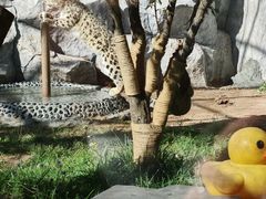 -青藏高原野生动物园