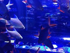 -成都浩海立方海洋公园