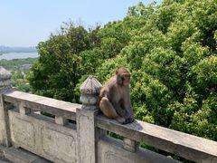 -苏州上方山国家森林公园