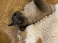 -滚猫咖啡·猫咖·猫友好撸猫(未来城店)