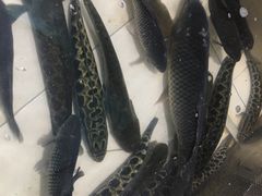 黑鱼-铁锅炖灶台鱼老三炖鱼馆