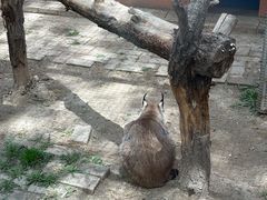 -青藏高原野生动物园