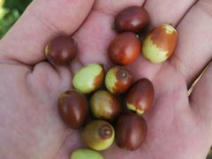 -北京西山国家森林公园