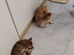 -柴犬小屋·柴餐厅·狗咖食堂(金鼎广场店)