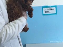 -瑞派福兴宠物医院犬猫全科·骨科·中西医结合(河东店)