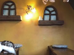 -猫猫幼稚园·撸猫·桌游·电玩