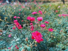 -新虹桥中心花园