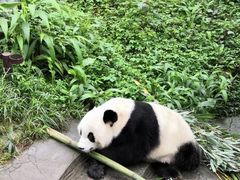 -都江堰中华大熊猫苑