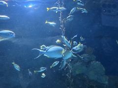 -大连圣亚海洋世界