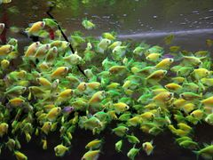 -中环花鸟鱼虫市场