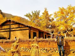 -千年银杏谷文化旅游区