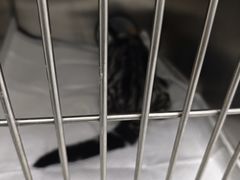 -中农国际动物医院24小时·猫科·骨科·急重症中心