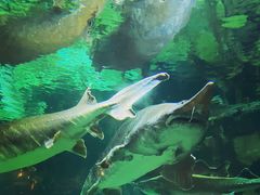 -华夏文旅海洋公园