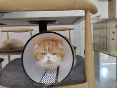 -喵园·猫主题咖啡厅·撸猫·猫咖(国贸店)